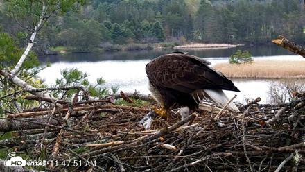 VINS Bald Eagles Nest Live Cams - May 2, 2026, 11:48am EDT