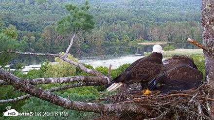 VINS Bald Eagles Nest Live Cams - Jul 24, 2026, 8:20pm EDT