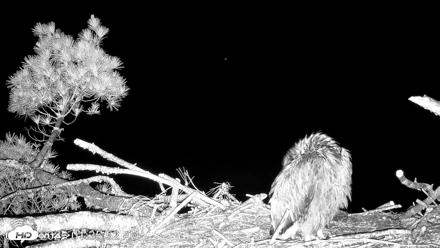 VINS Bald Eagles Nest Live Cams - Jun 18, 2026, 1:36am EDT
