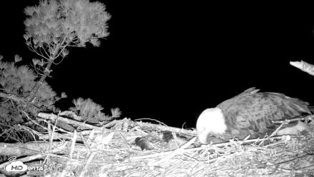 VINS Bald Eagles Nest Live Cams - May 11, 2026, 8:48pm EDT