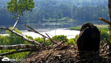VINS Bald Eagles Nest Live Cams - Jun 29, 2026, 9:27am EDT