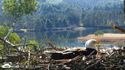 VINS Bald Eagles Nest Live Cams - Apr 25, 2026, 8:48am EDT