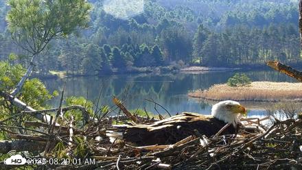 VINS Bald Eagles Nest Live Cams - Apr 25, 2026, 8:29am EDT