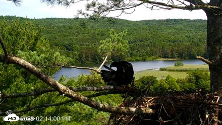 VINS Bald Eagles Nest Live Cams - Jul 17, 2026, 2:14pm EDT