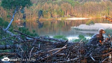 VINS Bald Eagles Nest Live Cams - May 18, 2026, 7:45pm EDT