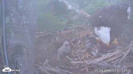 VINS Bald Eagles Nest Live Cams - May 4, 2026, 1:52pm EDT