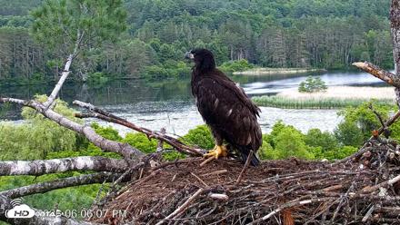 VINS Bald Eagles Nest Live Cams - Jun 23, 2026, 6:06pm EDT