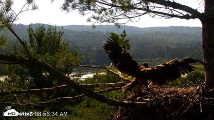 VINS Bald Eagles Nest Live Cams - Jul 9, 2026, 8:57am EDT