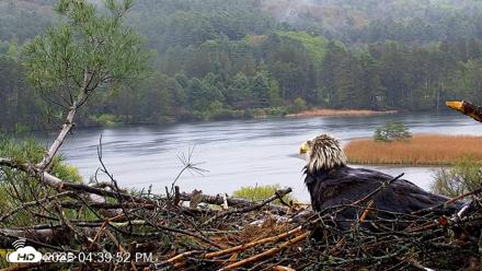 VINS Bald Eagles Nest Live Cams - May 14, 2026, 4:40pm EDT