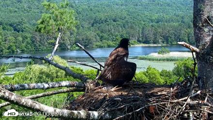 VINS Bald Eagles Nest Live Cams - Jul 1, 2026, 3:00pm EDT