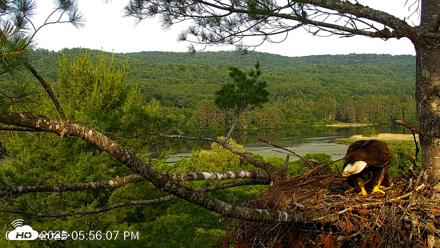 VINS Bald Eagles Nest Live Cams - Jul 5, 2026, 5:56pm EDT