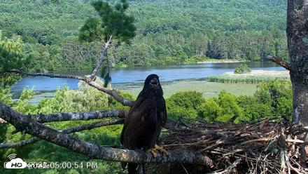 VINS Bald Eagles Nest Live Cams - Jul 25, 2026, 5:01pm EDT