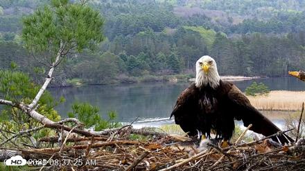 VINS Bald Eagles Nest Live Cams - May 6, 2026, 8:38am EDT