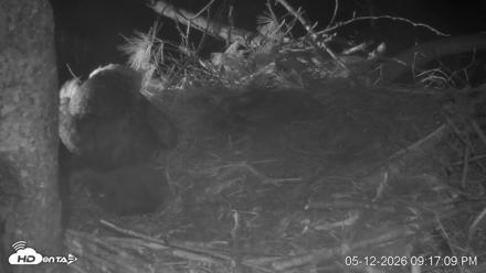 VINS Bald Eagles Nest Live Cams - May 12, 2026, 9:18pm EDT
