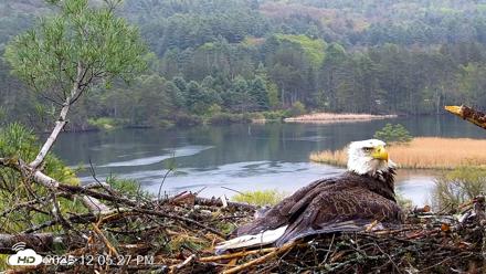 VINS Bald Eagles Nest Live Cams - May 13, 2026, 12:06pm EDT