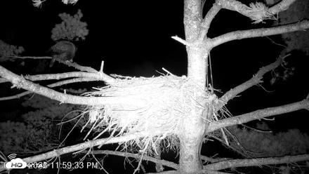 VINS Bald Eagles Nest Live Cams - Jul 28, 2026, 12:00am EDT