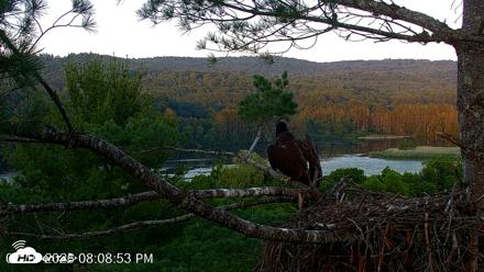 VINS Bald Eagles Nest Live Cams - Jul 10, 2026, 8:10pm EDT