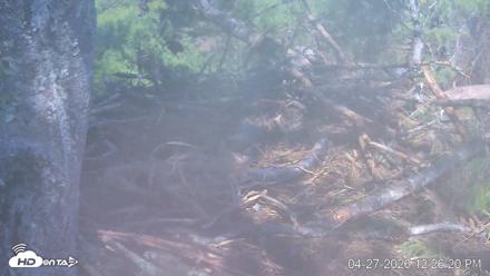 VINS Bald Eagles Nest Live Cams - Apr 27, 2026, 12:27pm EDT