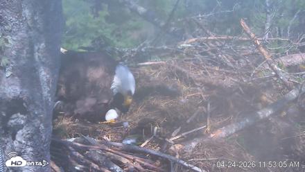 VINS Bald Eagles Nest Live Cams - Apr 24, 2026, 11:54am EDT