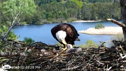 VINS Bald Eagles Nest Live Cams - May 12, 2026, 2:49pm EDT