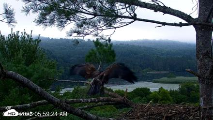 VINS Bald Eagles Nest Live Cams - Aug 9, 2026, 6:00am EDT