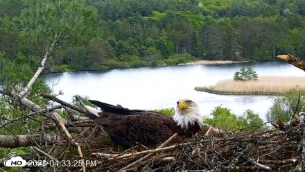 VINS Bald Eagles Nest Live Cams - May 21, 2026, 4:34pm EDT
