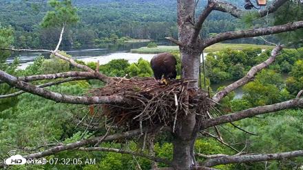 VINS Bald Eagles Nest Live Cams - Aug 17, 2026, 7:34am EDT