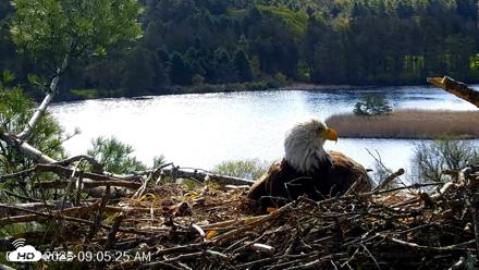 VINS Bald Eagles Nest Live Cams - May 8, 2026, 9:06am EDT