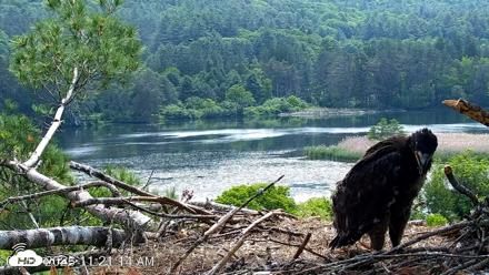 VINS Bald Eagles Nest Live Cams - Jun 10, 2026, 11:21am EDT