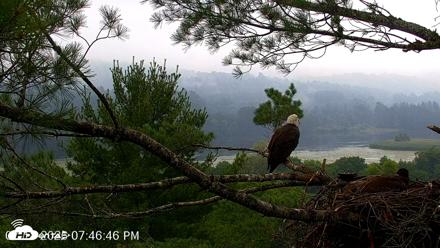 VINS Bald Eagles Nest Live Cams - Jul 18, 2026, 7:47pm EDT
