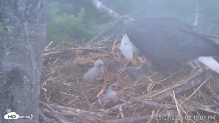 VINS Bald Eagles Nest Live Cams - May 3, 2026, 2:19pm EDT