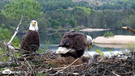 VINS Bald Eagles Nest Live Cams - May 13, 2026, 9:37am EDT