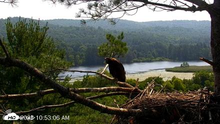 VINS Bald Eagles Nest Live Cams - Jul 16, 2026, 10:53am EDT