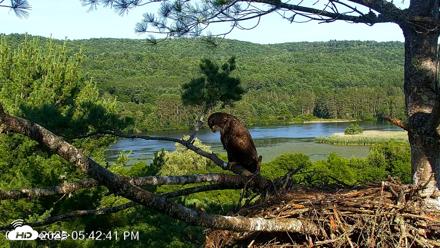 VINS Bald Eagles Nest Live Cams - Jul 17, 2026, 5:43pm EDT