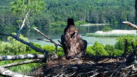 VINS Bald Eagles Nest Live Cams - Jun 29, 2026, 3:03pm EDT