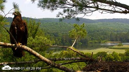 VINS Bald Eagles Nest Live Cams - Jul 16, 2026, 1:50pm EDT