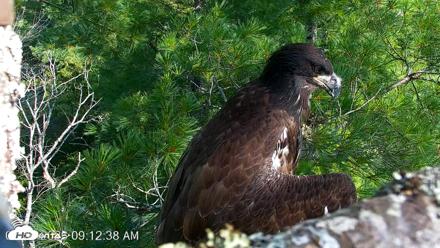 VINS Bald Eagles Nest Live Cams - Jul 26, 2026, 9:13am EDT