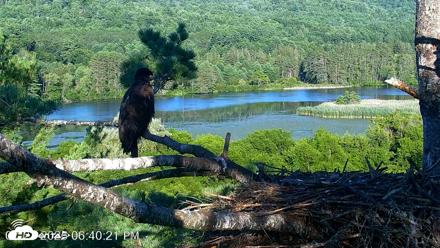 VINS Bald Eagles Nest Live Cams - Jul 23, 2026, 6:40pm EDT