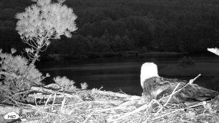 VINS Bald Eagles Nest Live Cams - May 6, 2026, 8:12pm EDT