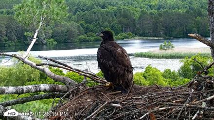 VINS Bald Eagles Nest Live Cams - Jun 23, 2026, 1:25pm EDT