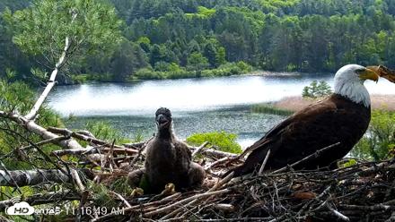 VINS Bald Eagles Nest Live Cams - May 27, 2026, 11:17am EDT