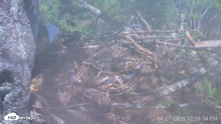 VINS Bald Eagles Nest Live Cams - Apr 27, 2026, 12:10pm EDT