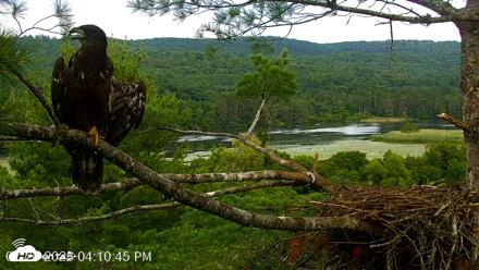 VINS Bald Eagles Nest Live Cams - Jul 26, 2026, 4:11pm EDT