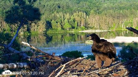 VINS Bald Eagles Nest Live Cams - Jun 8, 2026, 7:53pm EDT