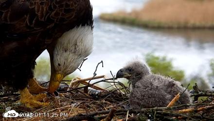 VINS Bald Eagles Nest Live Cams - May 13, 2026, 1:12pm EDT