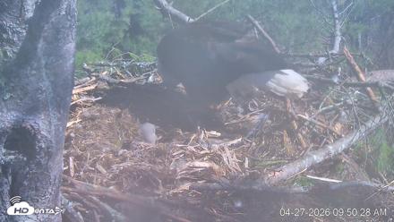 VINS Bald Eagles Nest Live Cams - Apr 27, 2026, 9:51am EDT