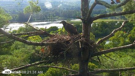 VINS Bald Eagles Nest Live Cams - Aug 13, 2026, 8:22am EDT
