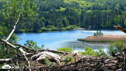 VINS Bald Eagles Nest Live Cams - May 22, 2026, 10:39am EDT