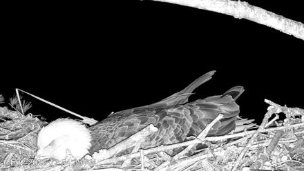 VINS Bald Eagles Nest Live Cams - Apr 2, 2026, 12:55am EDT