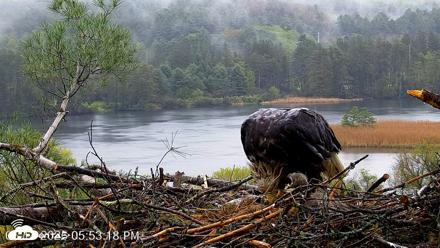 VINS Bald Eagles Nest Live Cams - May 14, 2026, 5:54pm EDT